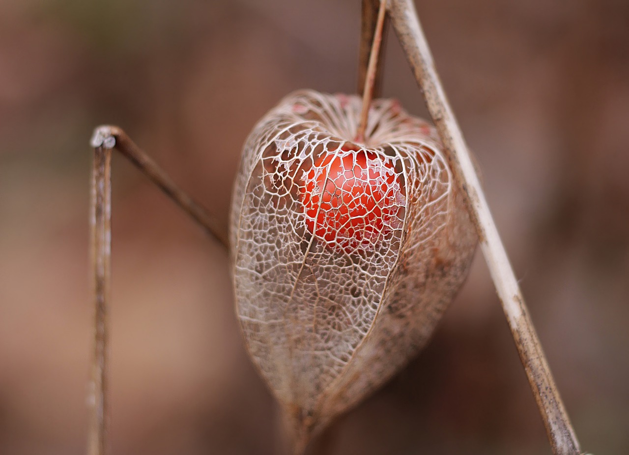 Tajemná krása Physalis